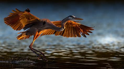 large scale blue heron wallpaper.